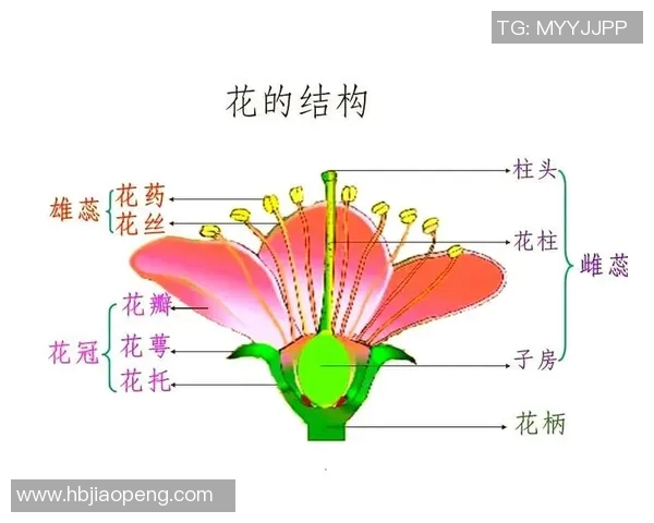 爱植物足球的奇妙旅程探索自然与运动的完美结合 爱植物足球的奇妙旅程探索自然与运动的完美结合